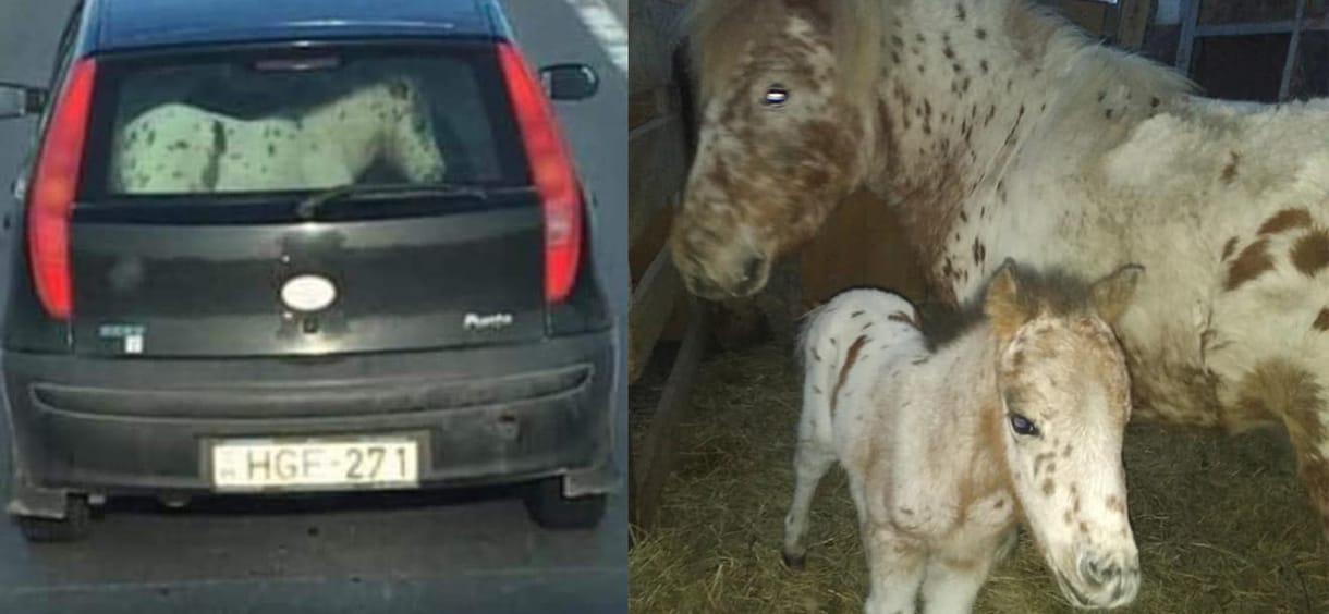 Ők lopták el a kiscsikót, keresi őket a rendőrség