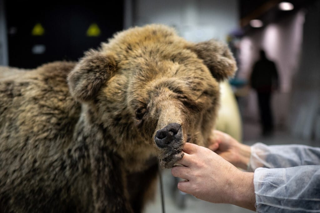 Bíróság elé állítják a 81 éves vadászt, amiért megölte a lábait szétmarcangoló, védett medvét