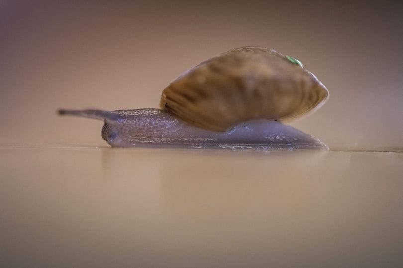 40 év után visszatért a 