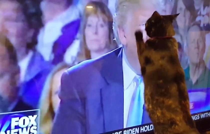 Trumpot ki nem állhatják a cuki háziállatok – videó