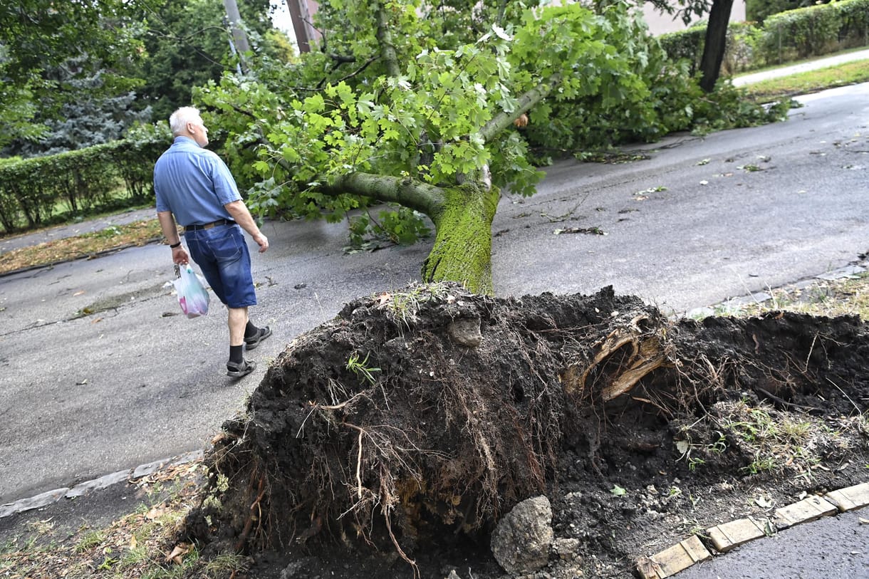 Leszakadt vezetékek, kidőlt fák, megrongálódott kocsik - fotók a vihar okozta károkról