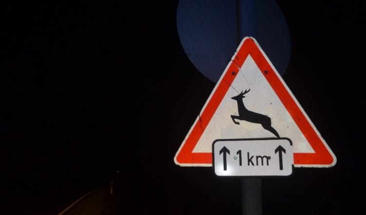 Vadásztársaságok: Nincs érdemi változás, ezután sem lesz minden felelősség az autósoké, ha elütnek egy vadat
