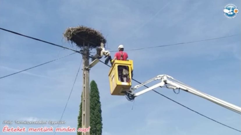 Egy órán át lógott ki a gólya fejjel lefelé a fészkéből