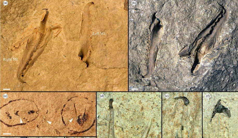 Centis állkapcsa volt a most talált gigantikus ősi féregnek