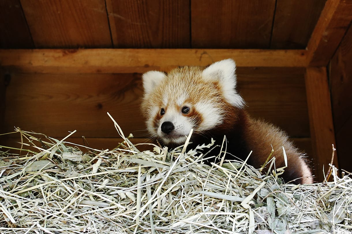 Tűzijáték miatt pusztult el egy három hónapos vörös panda