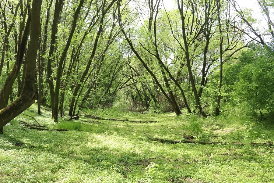 Fizetős parkolást vezettek be Visegrádnál az erdőben
