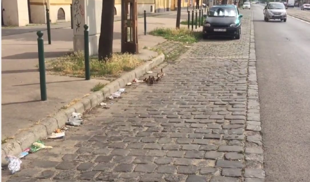 Cuki kiskacsák togyogtak végig a Lehel úton – videó