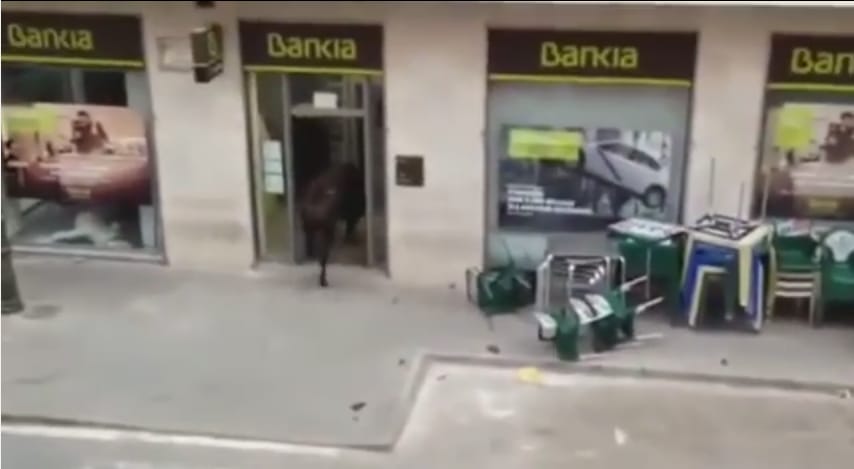 Bika ment be egy spanyolországi bankba – videó