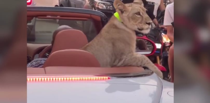 Oroszlánnal a kabriójában kocsikázott egy pár Thaiföldön, nem lett jó vége – videó