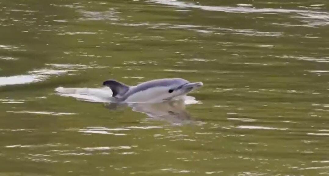 Videó: delfint láttak a Temzében Londonnál