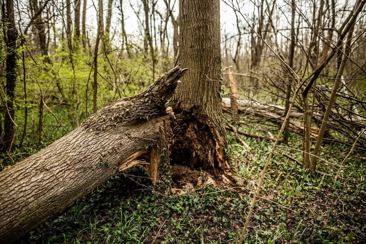 Gyökerestől fordulnak ki a kőrisfák, eltűnhet ez a fajta Magyarországról