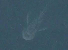 Szonárképen a Loch Ness-i szörny?