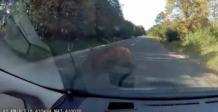 Centiken múlt az autós balesete egy szarvassal Csákvár közelében – videó