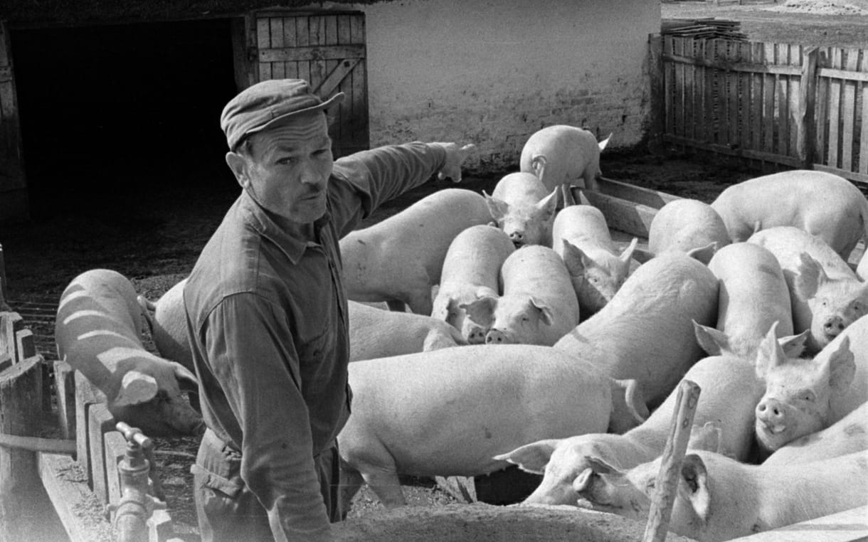 Amikor komplett járásokat zártak le, és katonákkal őriztették – így kezelték a legpusztítóbb száj- és körömfájás járványt Magyarországon