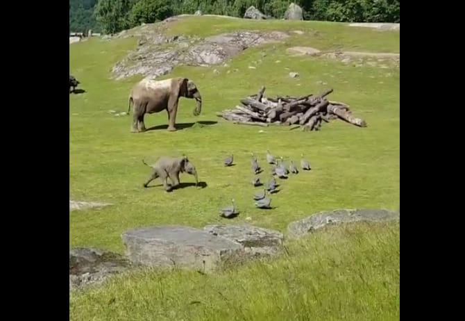 Anyjánál vigasztalódott a gyöngytyúk-hajkurászáskor elvágódó kiselefánt – videó