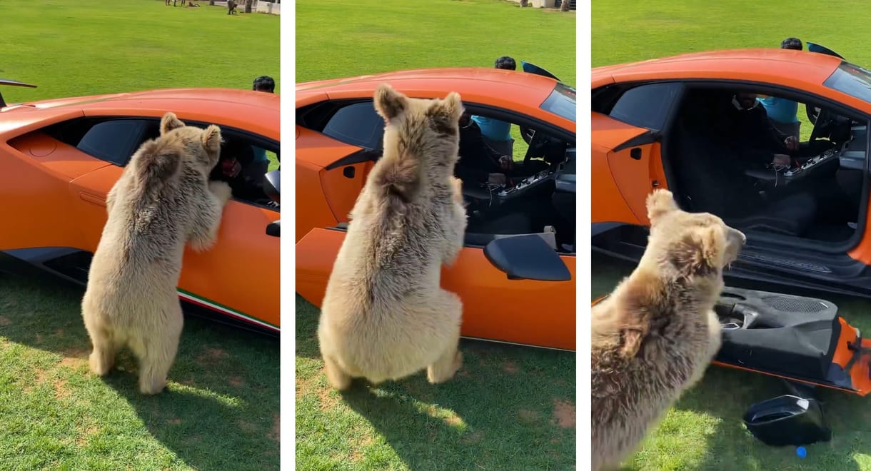 Játékos medvebocs mancsában maradt egy Lamborghini-ajtó – videó