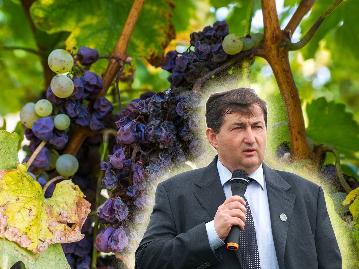 Mészáros Lőrinc Tokajban: a bor mellé kísérőnek ötcsillagos kúria