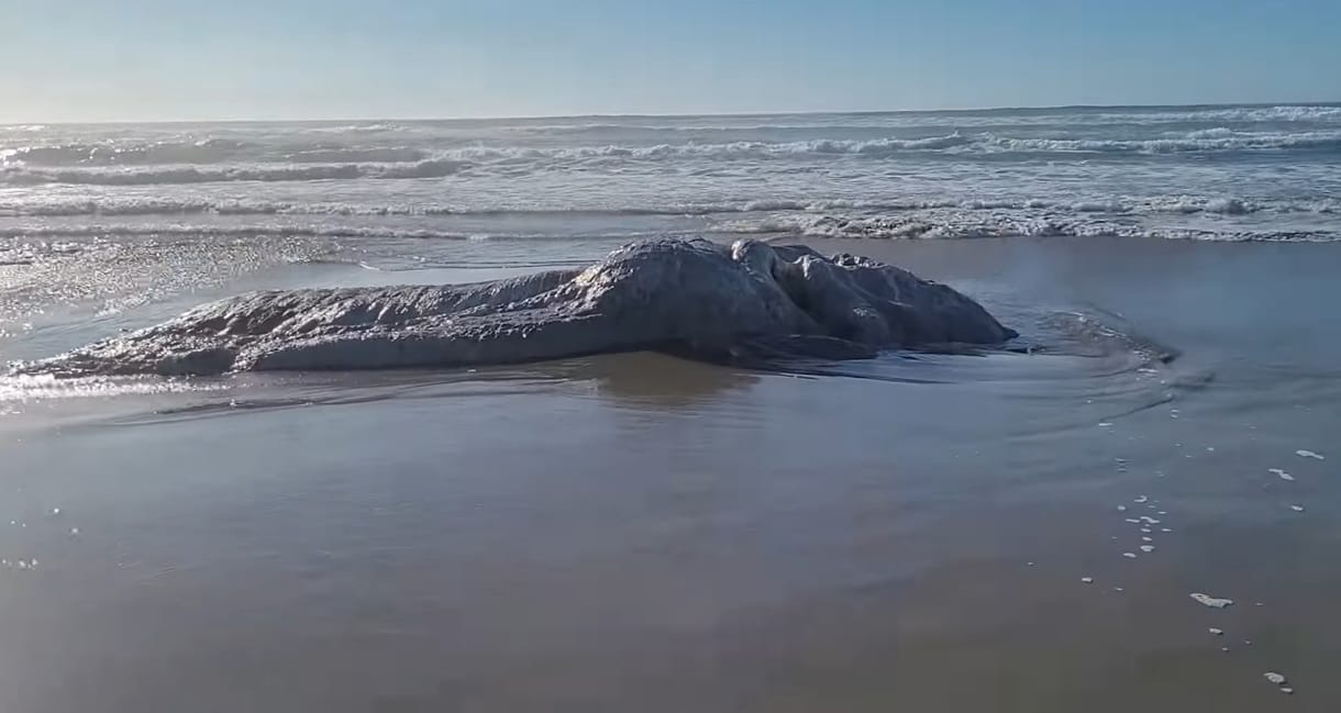 Furcsa dolgot mosott partra a víz Oregonnál – videó