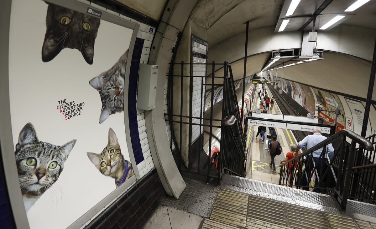 Cicák mindenhol: macskaparadicsomot csináltak egy londoni metrómegállóból – fotók
