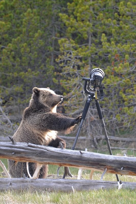 Fotó: medve támadt egy fényképezőgépre a Yellowstone parkban