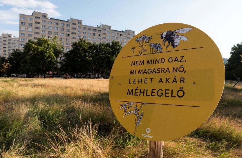 Vadvirágos programok, zöld folyosók, méh-étkezdék – méhlegelők a hazai városokban