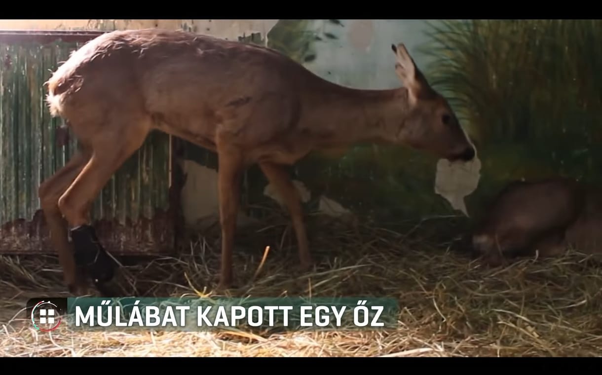 A parasportolókéhoz hasonló műlábat kapott egy sérült őz Hortobágyon