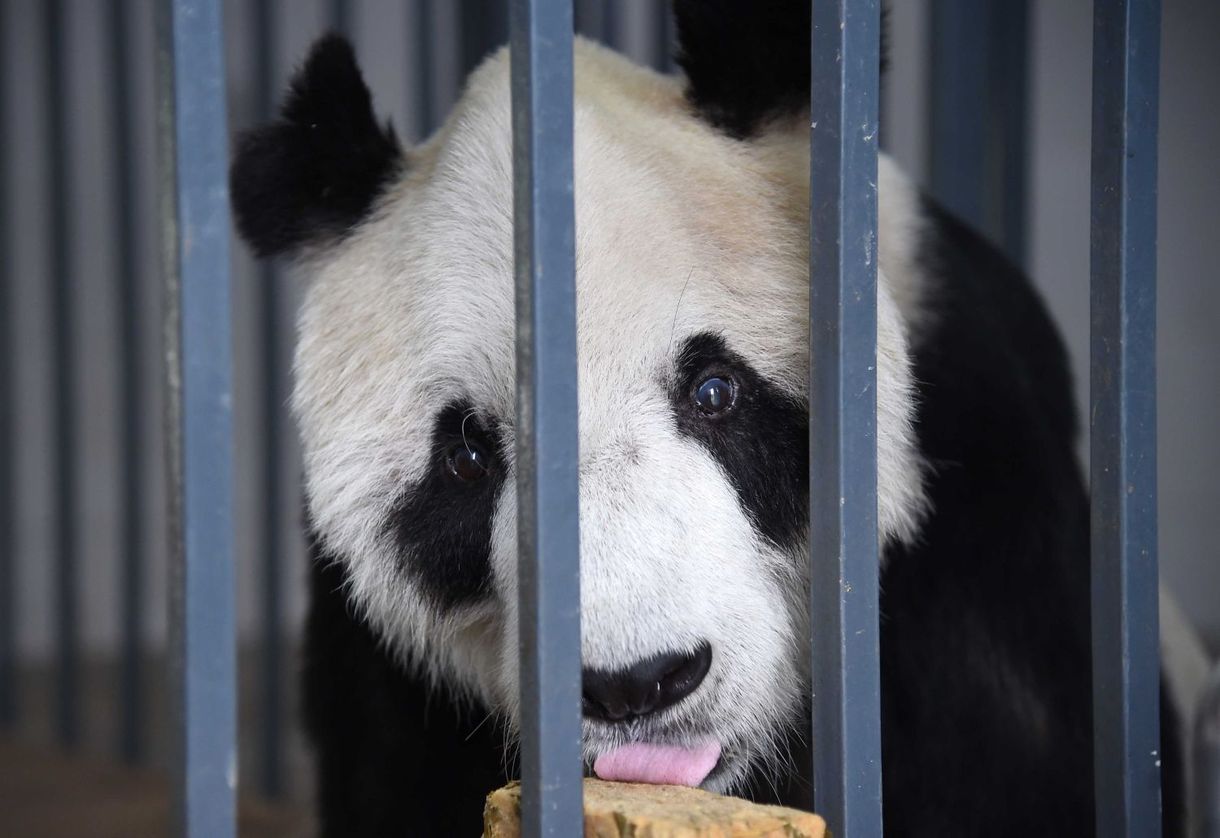 Gyászol Kína, meghalt Paszi, a panda