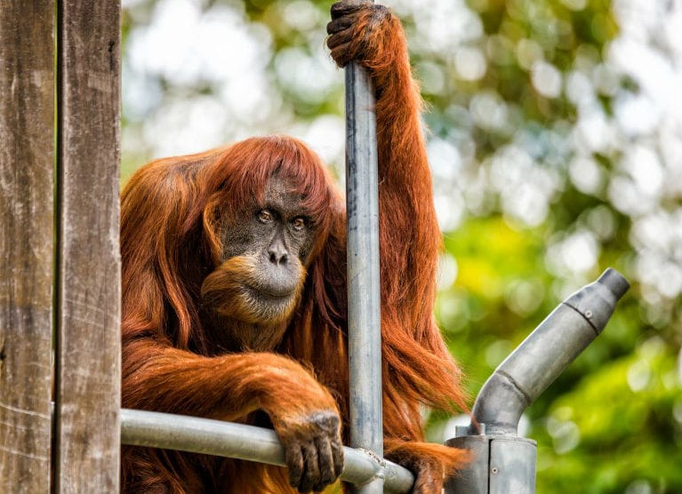 Meghalt a világ legöregebb szumátrai orangutánja