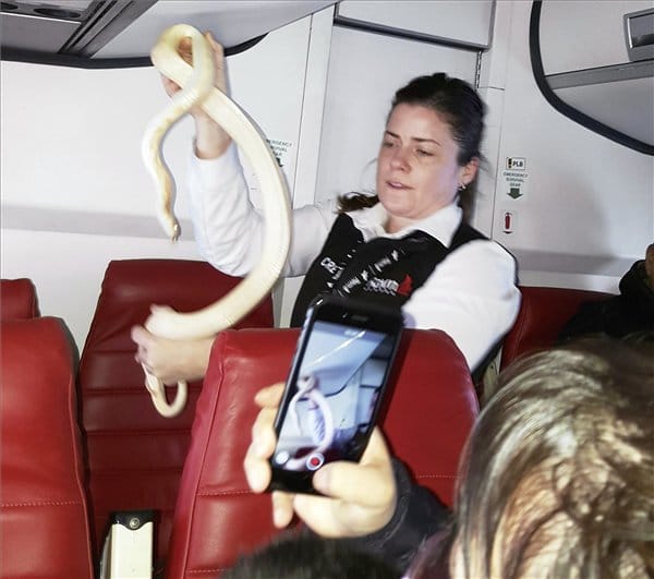 Kígyópara egy repülőn: nagyon bátor volt ez a stewardess – fotó