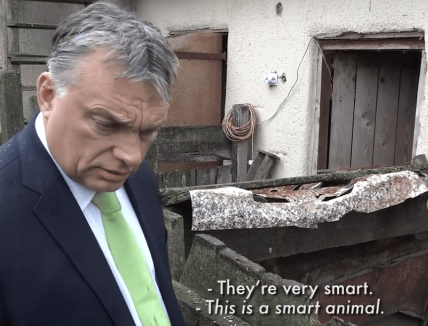 Hoppá! Na helló, röfi! - Orbán malacokkal konzultált
