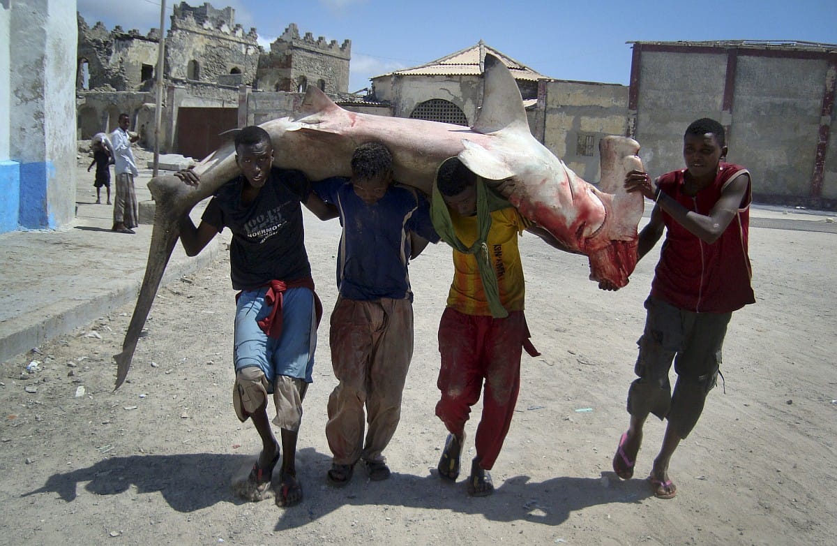 A nap képe: pörölycápa Mogadishu utcáin