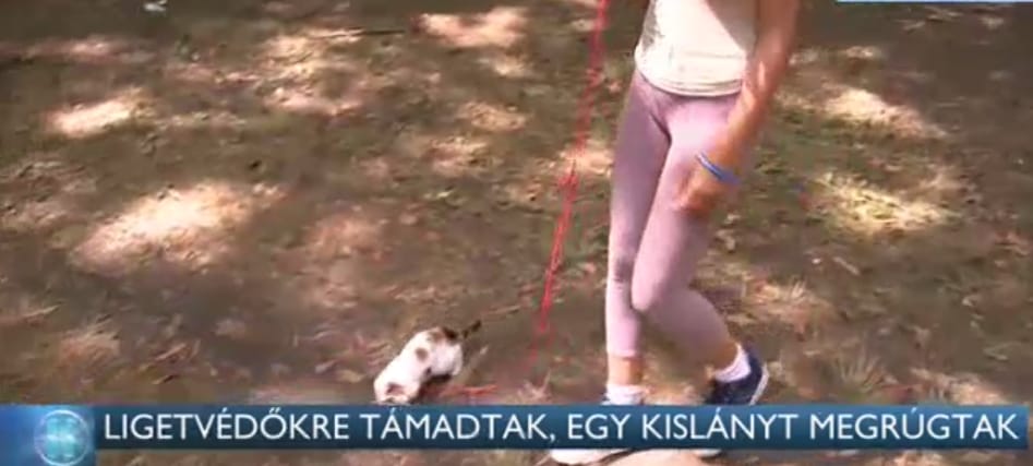 Ligetvédőkre támadtak, megrugdostak egy 11 éves kislányt