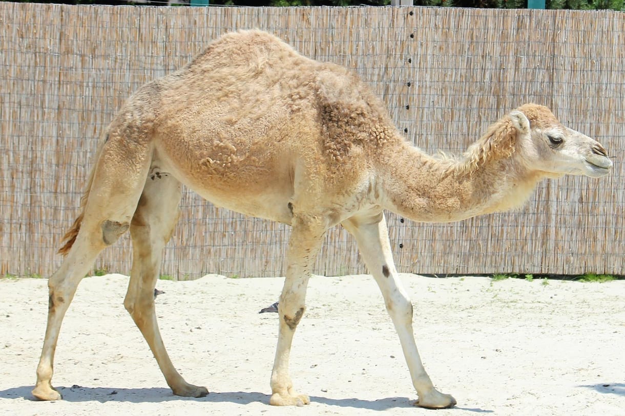 Tevetenyésztésbe vághat a magyar agrárminiszter, és ehhez Dubajból kérhet tanácsot