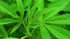 Kanada kizöldült: megszavazták a marihuána legalizálását