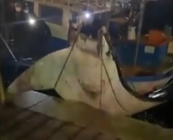 400 kilós ráját húztak ki a vízből Palermóban – videó
