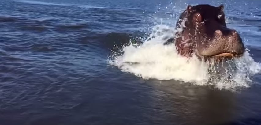 Cuki(?) videó: Így lehet halálosan rémisztő egy víziló