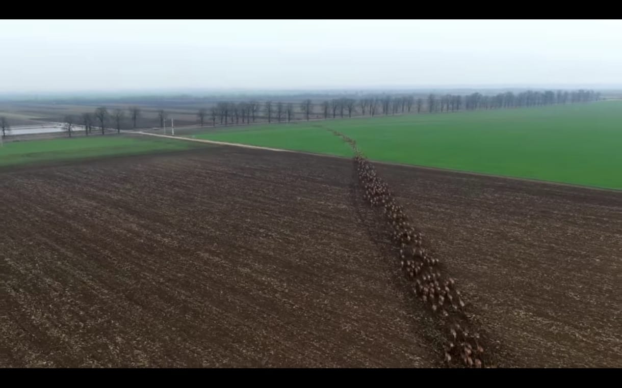 Elképesztő légi felvételen vágtat több száz szarvas Baranyában – videó