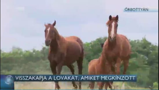 Vissza kell adni a lovakat az állatkínzónak