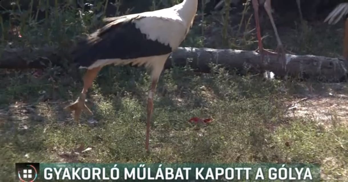 Átmeneti műlábat kapott egy sérült gólya - videó