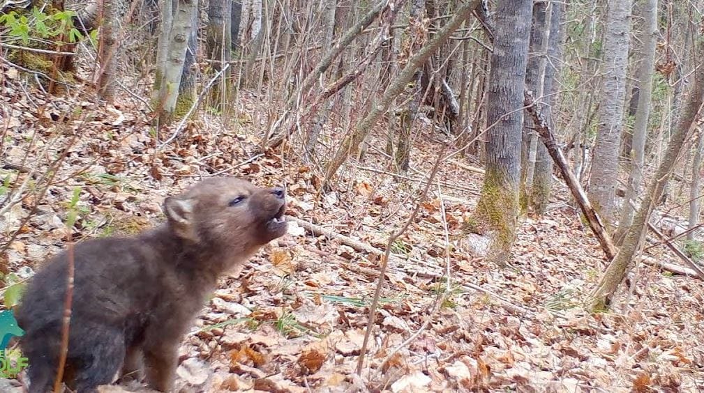 Ez az éles hangon vonyító farkaskölyök még a rossz időt is képes feledtetni
