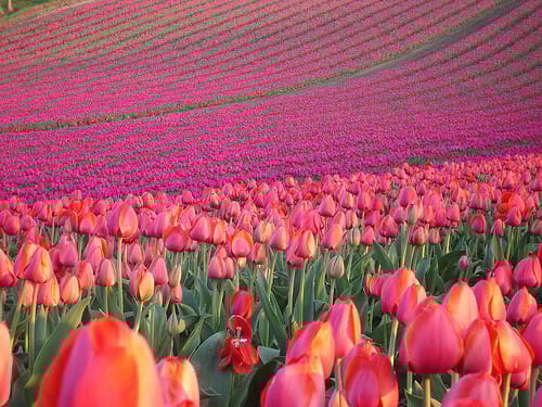 Hasznos tipp: mihez kezdjünk a nőnapi tulipánnal?