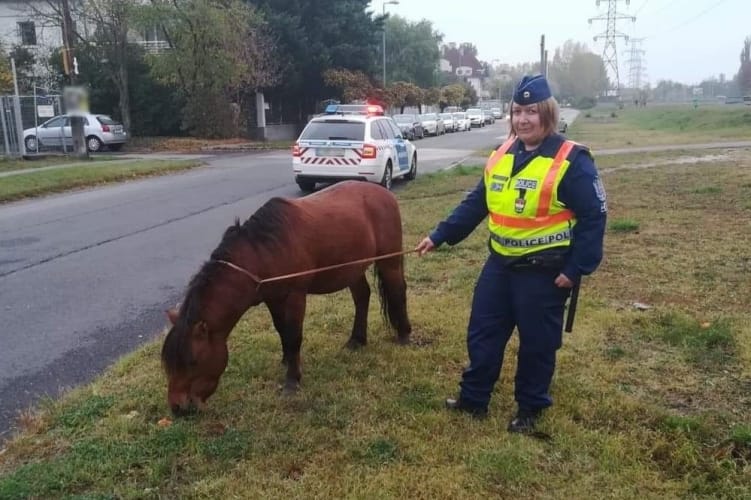 Elszabadult pónit fogtak a rendőrök Zuglóban