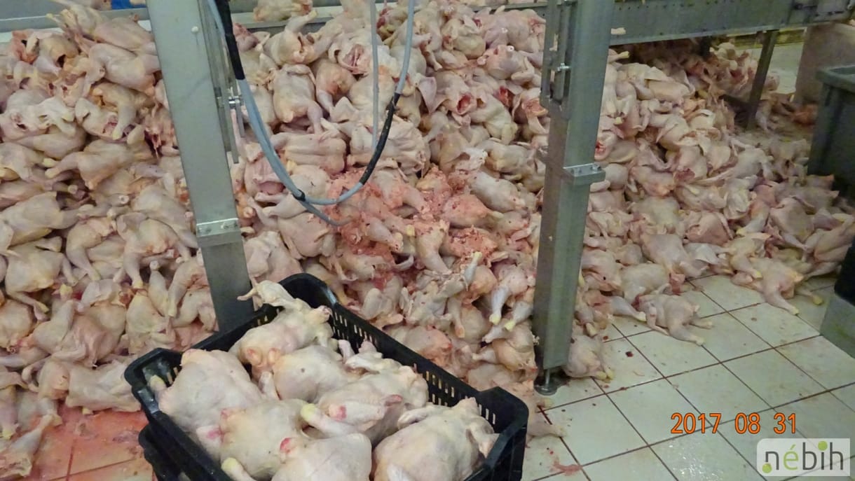 Derékig ért a csirkehús a horrorüzemben, mégis újranyithatott