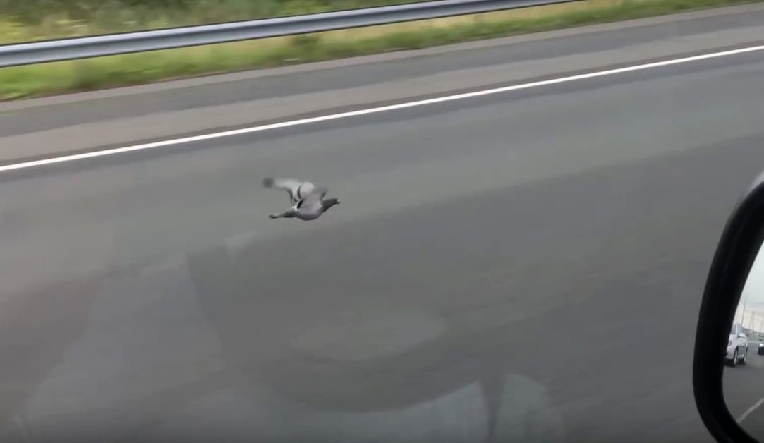 Az internet új sztárja a holland galamb, ami 100 km/h-val repült az autópályán