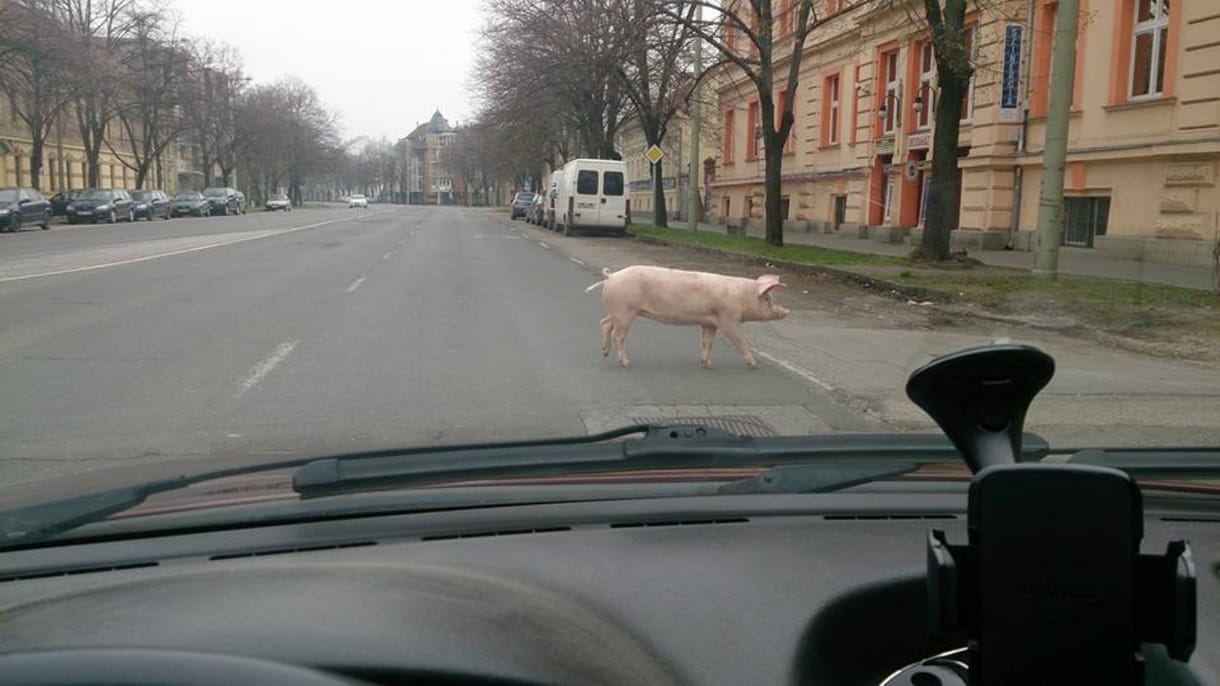 Titokzatos malac Szegeden