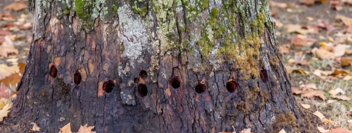 Demecseri platánrejtély: Nem tudni, ki akart megszabadulni a falu 70 éves fájától