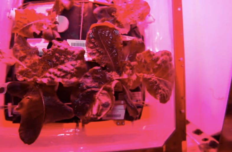 Salátát termesztett az űrben a NASA, most kiderült a növényről egy fontos dolog