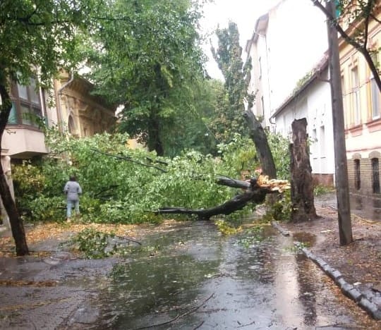 Megjött a vihar: fákat tépett ki a szél Nógrád megyében