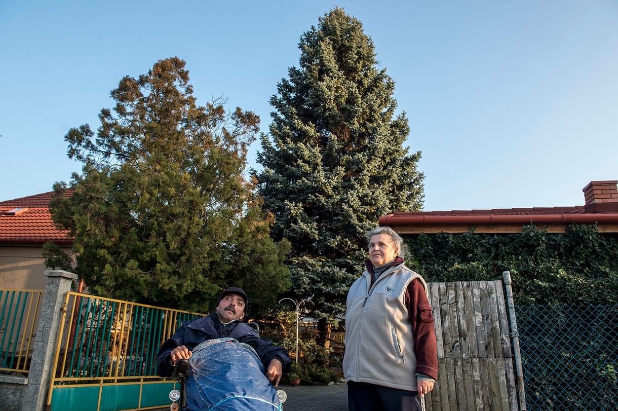 Ma állítják fel Zsédelyék óriási fenyőfáját a Kossuth téren