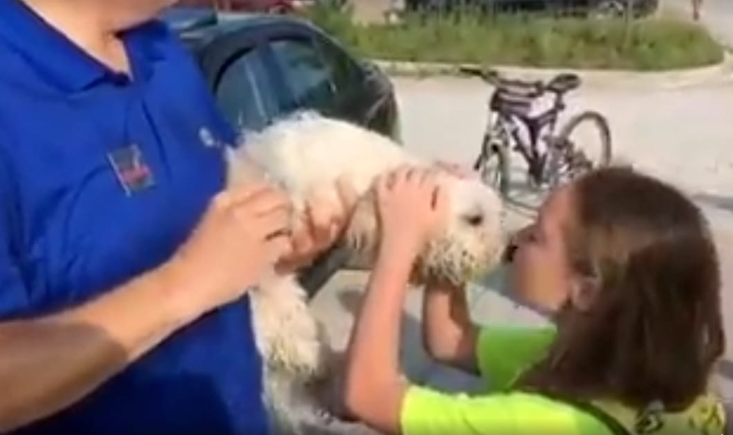 Autóba zárta a kutyát a BMW-s, kővel dobták be az ablakot – videó